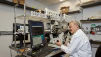 Dr. Brambrink uses a microscope at a desk during a pathophysiology lab.